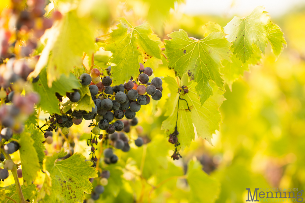 vineyard wedding in Ohio