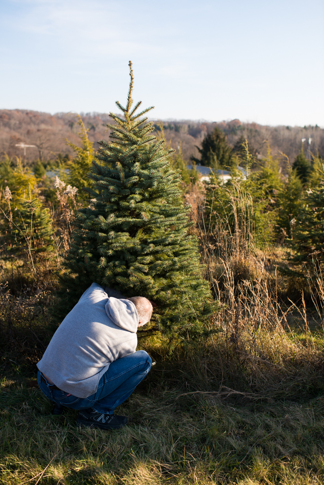 real Christmas tree family tradition