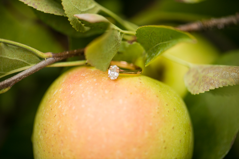 fall apple orchard engagement photos